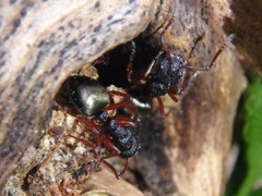 Dolichoderus scabridus