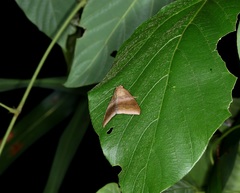 Bastilla absentimacula