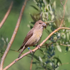 Loxia sinesciuris