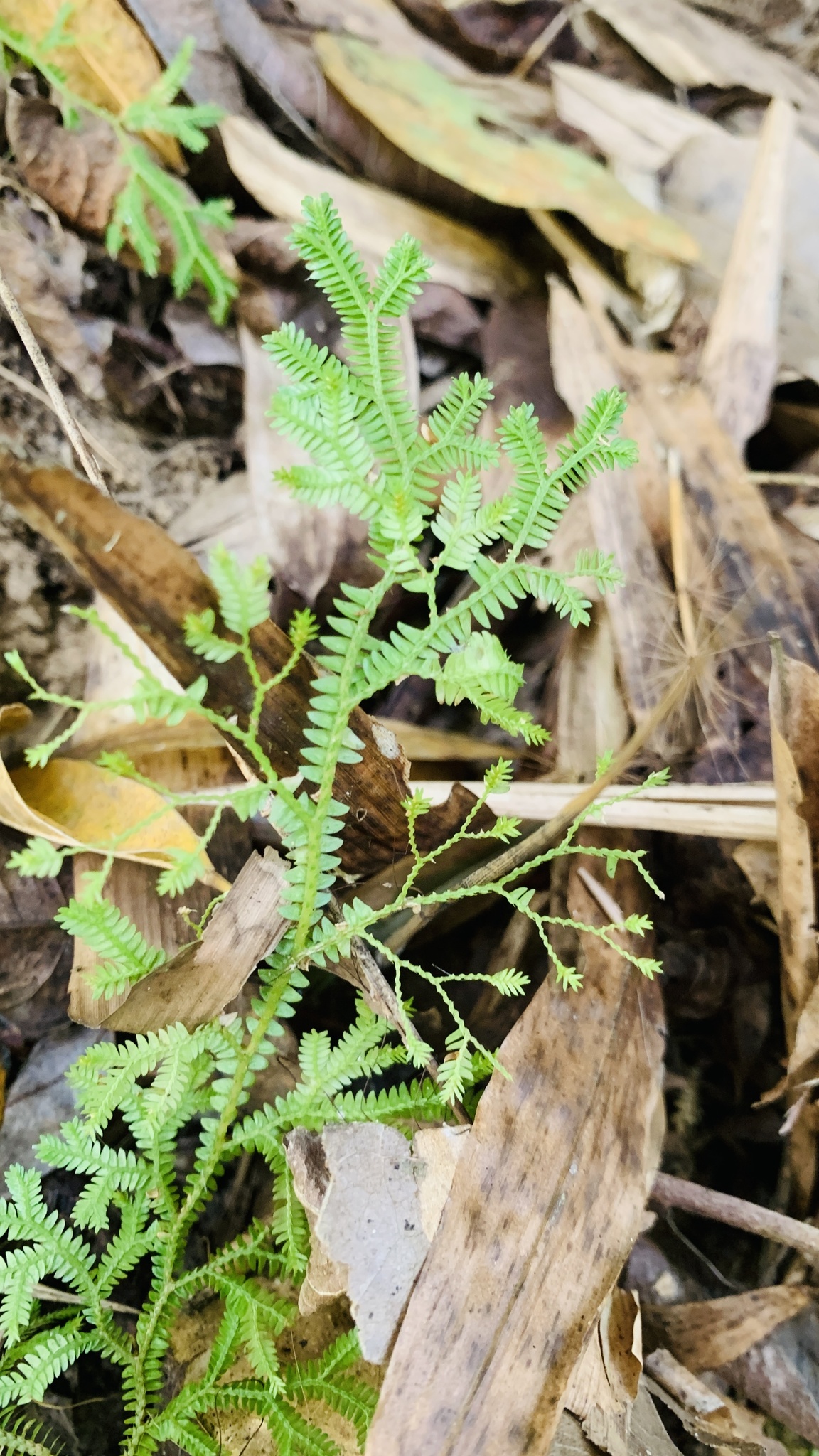 Selaginella kraussiana (Selaginella kraussiana)