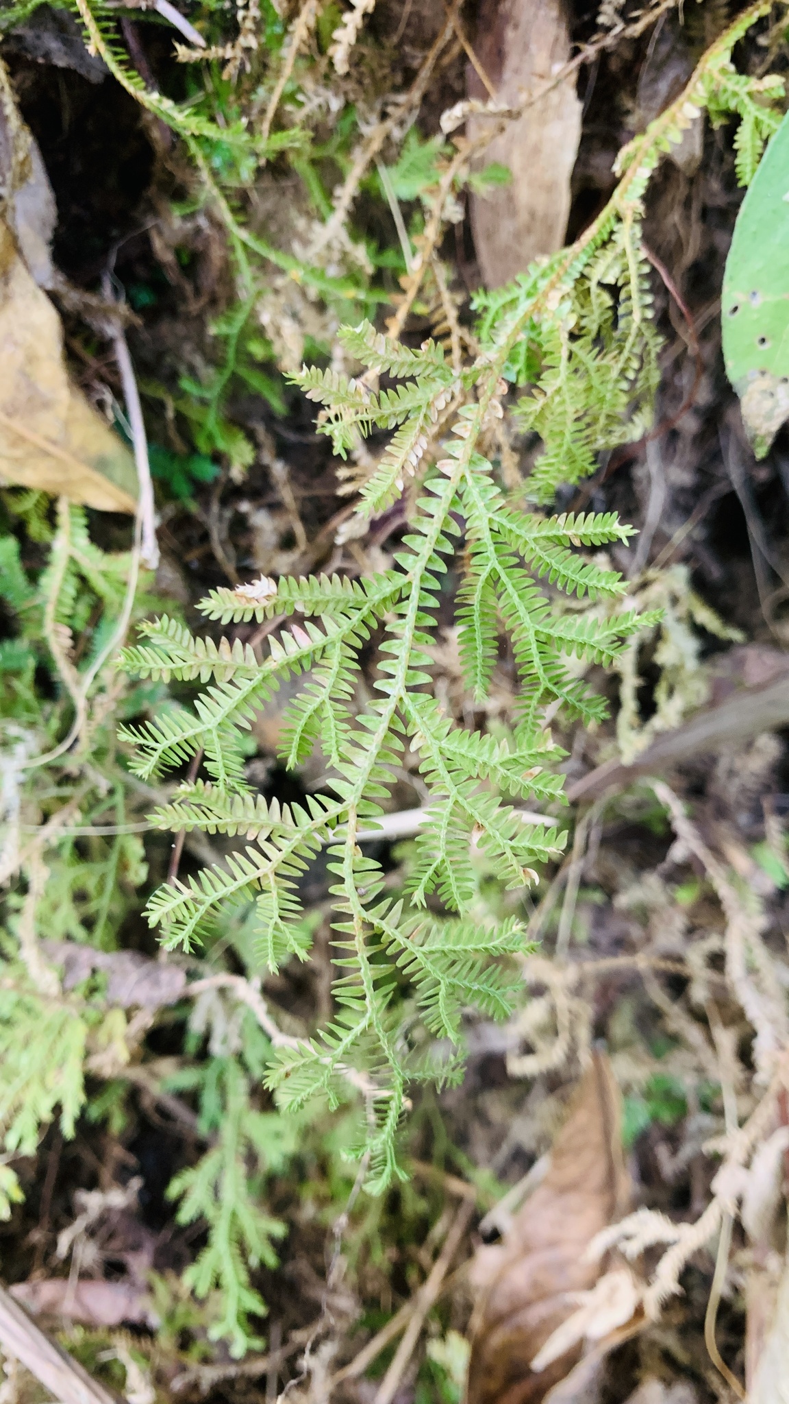Selaginella kraussiana — ảnh 2
