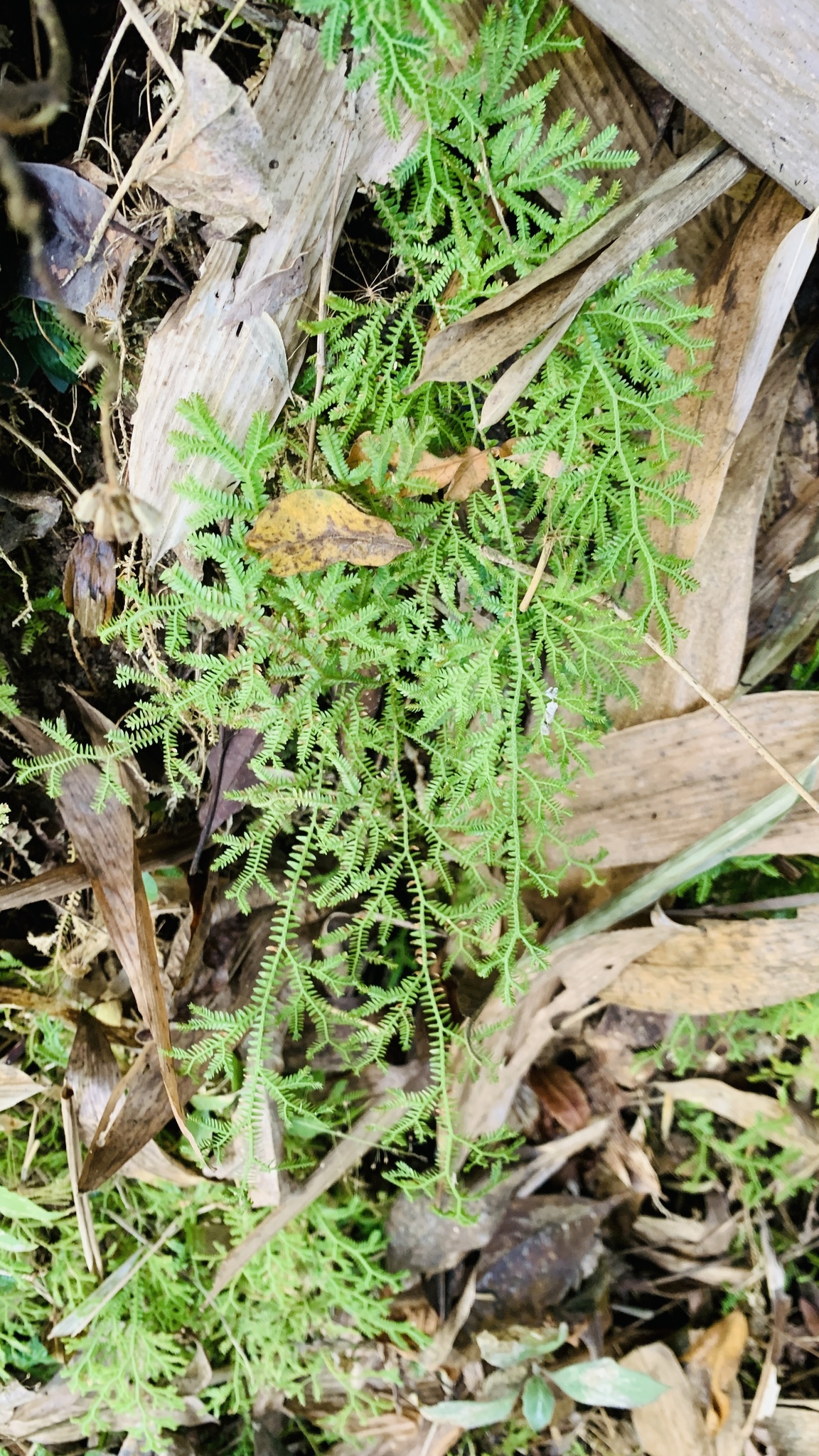 Selaginella kraussiana — ảnh 3