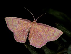 Chrysocraspeda miniosa