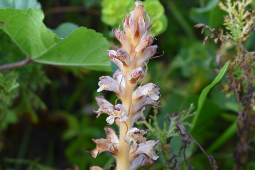 Image of Orobanche pubescens by (c) Ruben Ciantia, some rights reserved (CC BY)