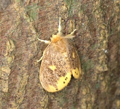 Euproctis quadrangularis