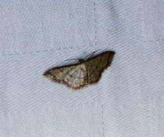 Idaea impexa