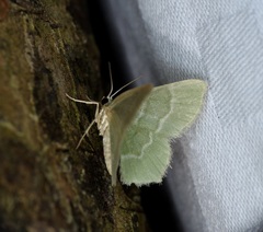 Idiochlora minuscula