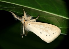 Laelia anamesa