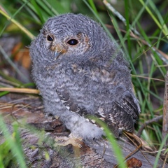 Psiloscops flammeolus