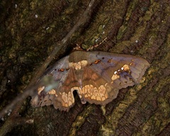 Lopharthrum comprimens