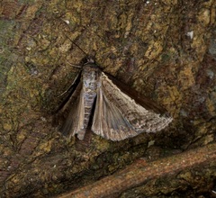 Lophoptera squammigera