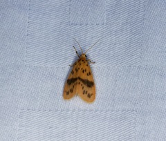 Miltochrista arcuata