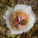 Cox's Mariposa Lily - Photo (c) ronlong, some rights reserved (CC BY-NC)