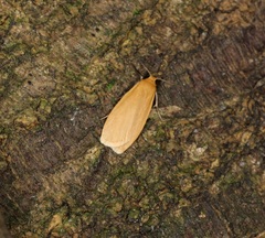 Manulea fuscodorsalis