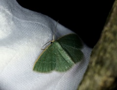 Microloxia chlorissodes