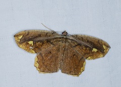 Pareumelea eugeniata