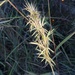 Broad-leaved Turpentine Grass - Photo (c) Dewald du Plessis, some rights reserved (CC BY-NC), uploaded by Dewald du Plessis