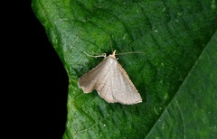 Plesiomorpha flaviceps