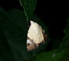 Pseudeustrotia semialba