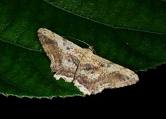 Ruttellerona pseudocessaria