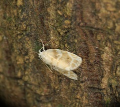 Schistophleps bipuncta