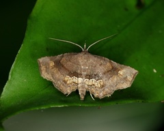 Throana pectinifer