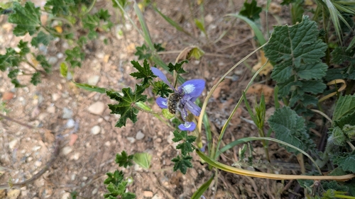 Apple Blossom Beetle photo 3
