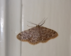 Idaea cervantaria