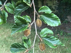 Fagus sylvatica