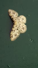 Idaea contiguaria