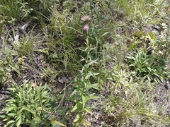Cirsium helenioides