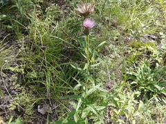 Cirsium helenioides