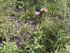 Cirsium helenioides