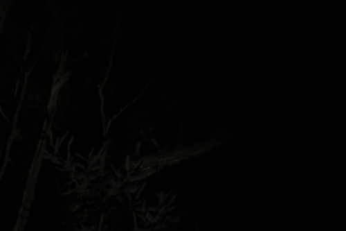 Sooty Owl (Tyto tenebricosa), photo 10