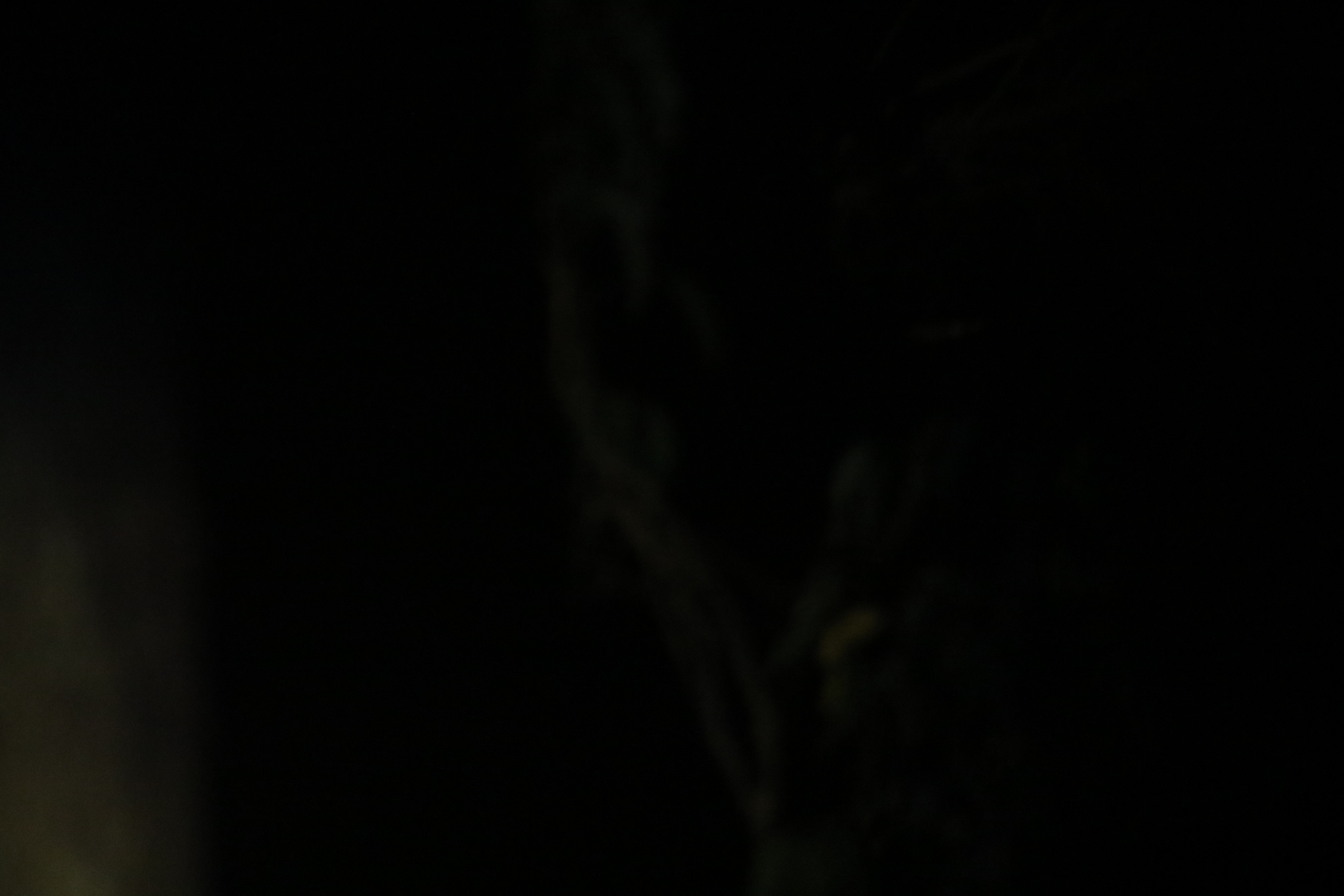Sooty Owl (Tyto tenebricosa), photo 9