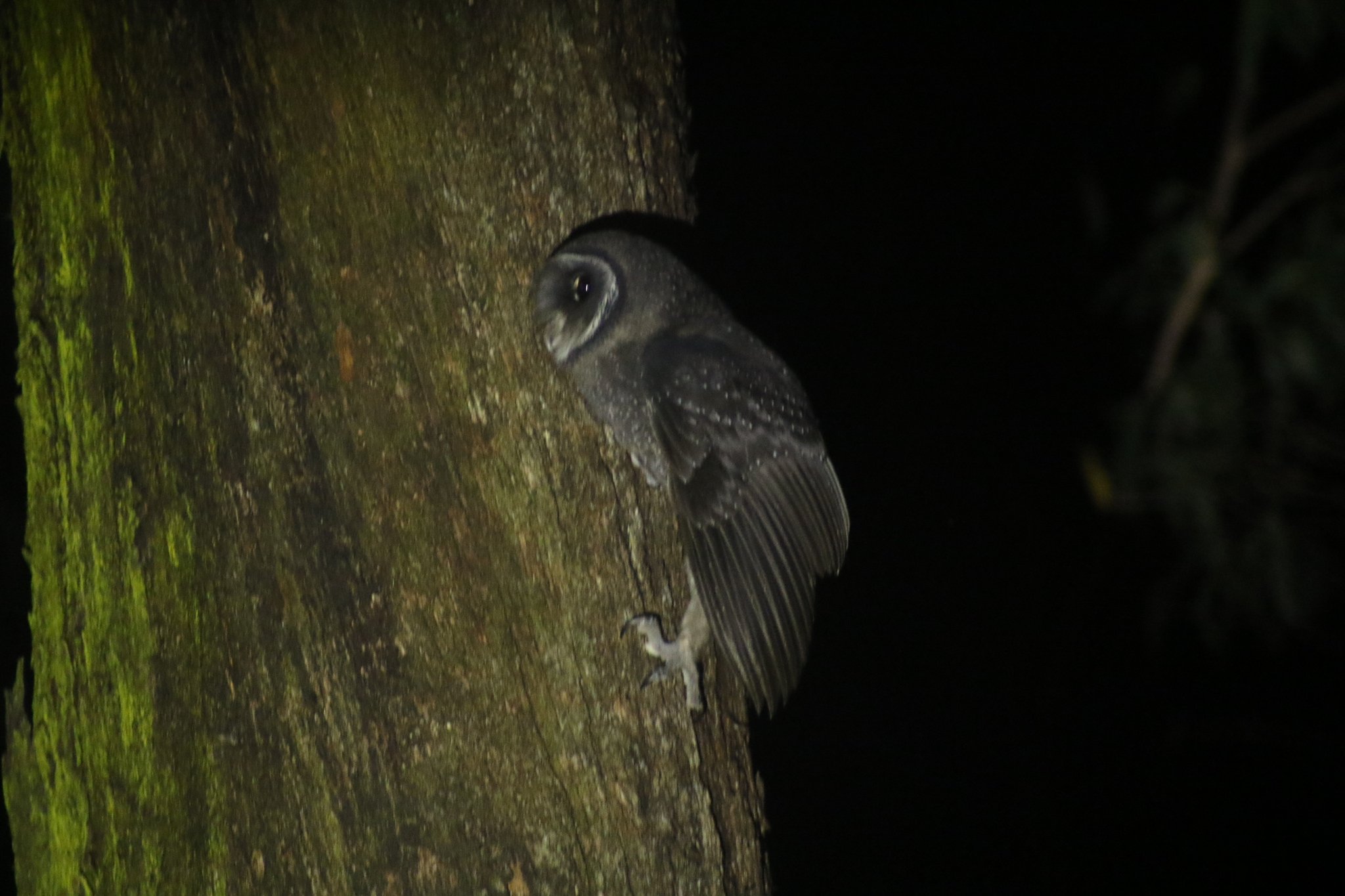 Sooty Owl (Tyto tenebricosa), photo 1