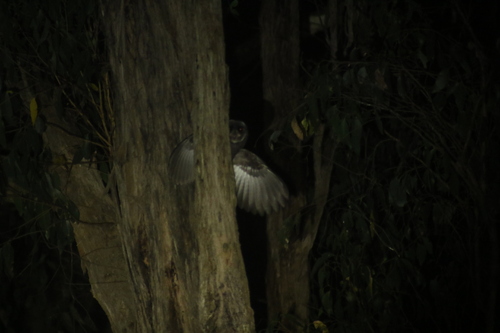 Sooty Owl (Tyto tenebricosa), photo 2