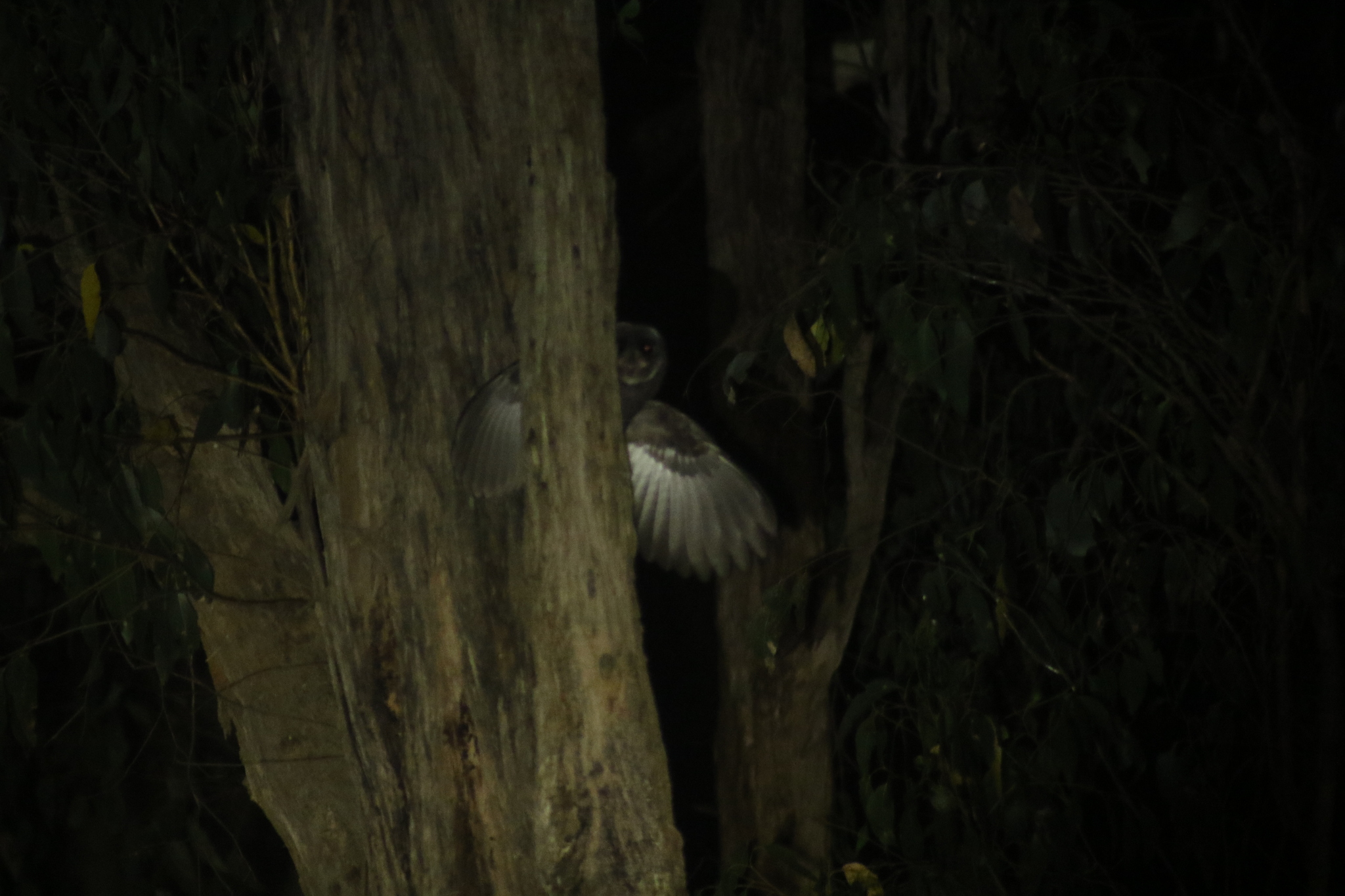 Sooty Owl (Tyto tenebricosa), photo 2