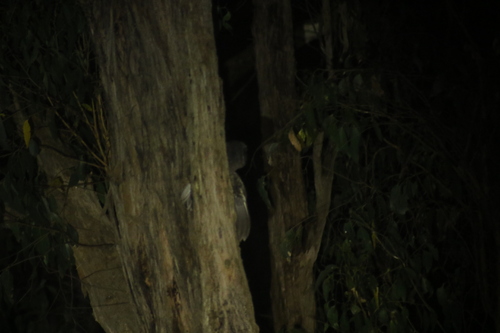Sooty Owl (Tyto tenebricosa), photo 4
