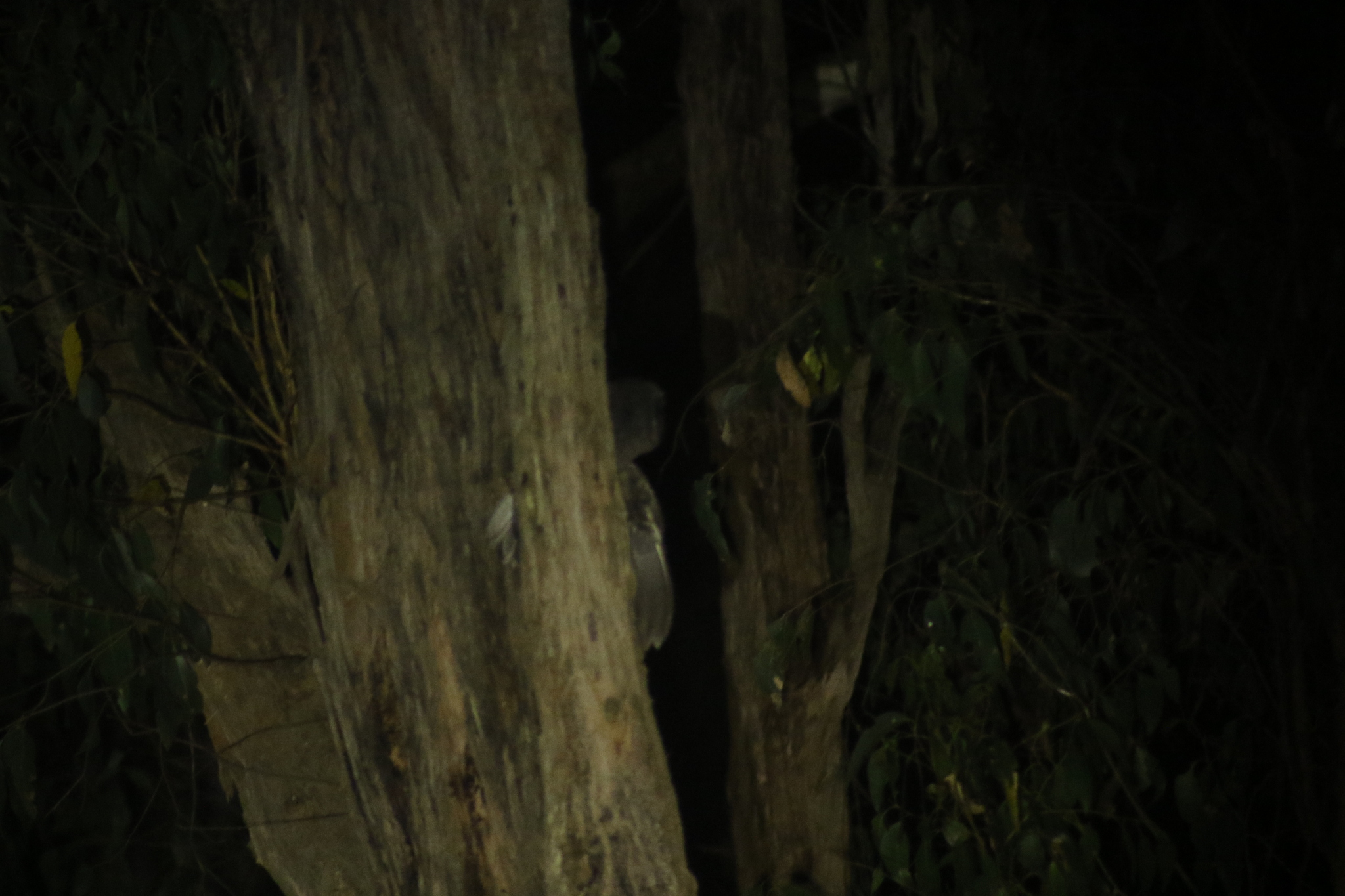 Sooty Owl (Tyto tenebricosa), photo 5