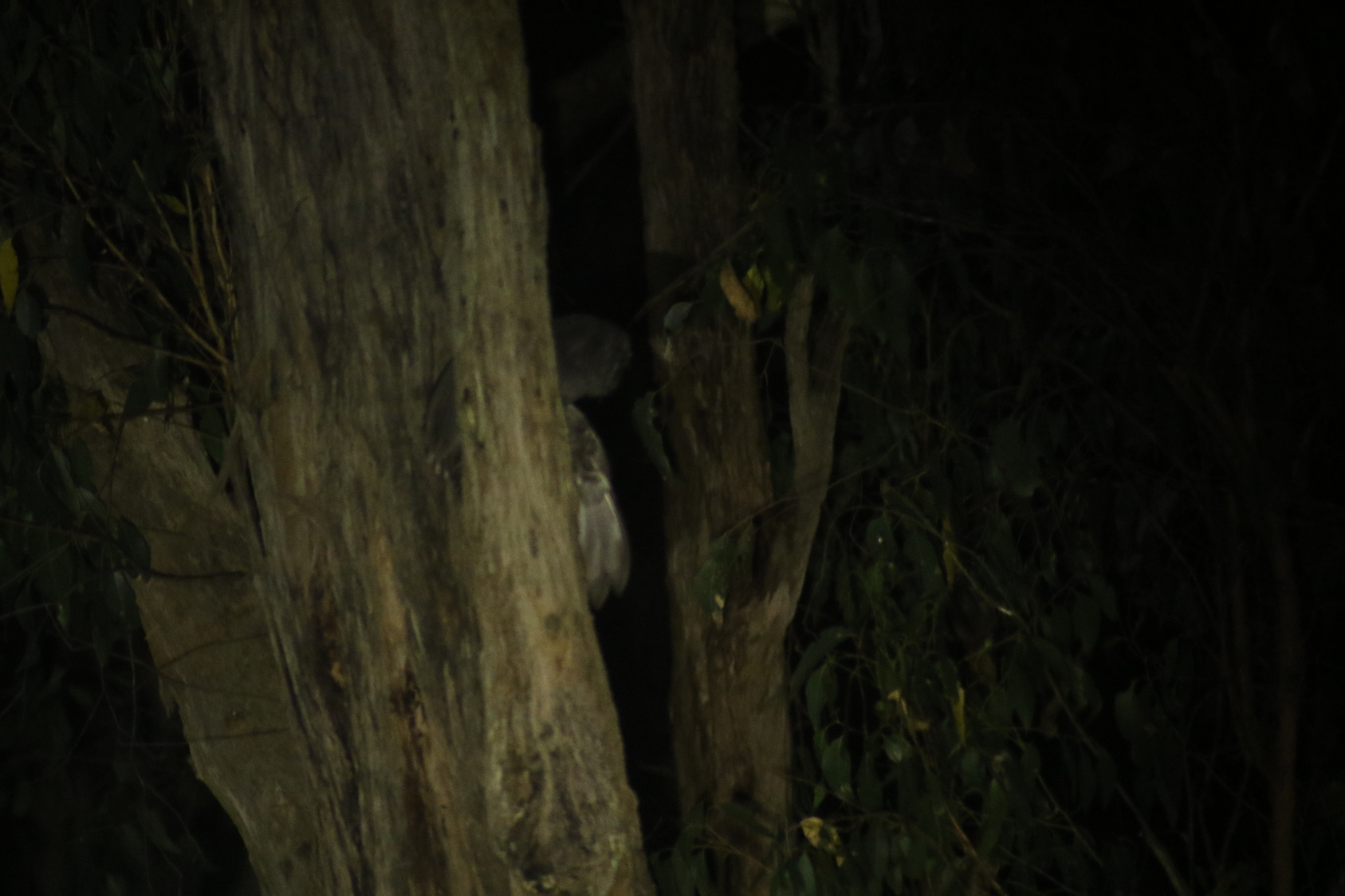 Sooty Owl (Tyto tenebricosa), photo 6