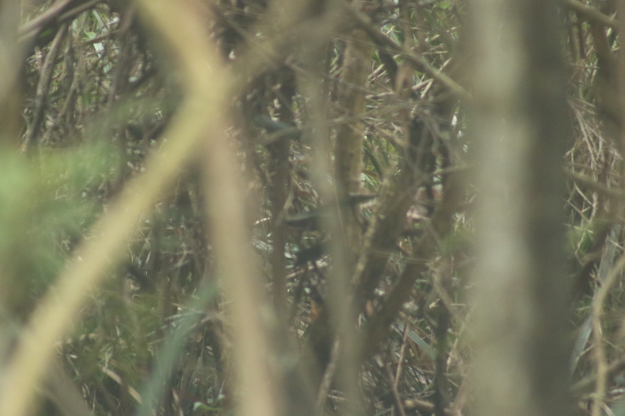 Pilotbird (Pycnoptilus floccosus), photo 10