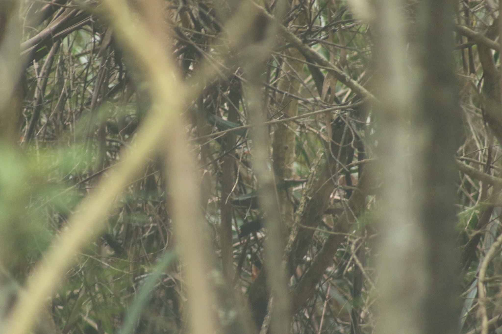Pilotbird (Pycnoptilus floccosus), photo 9