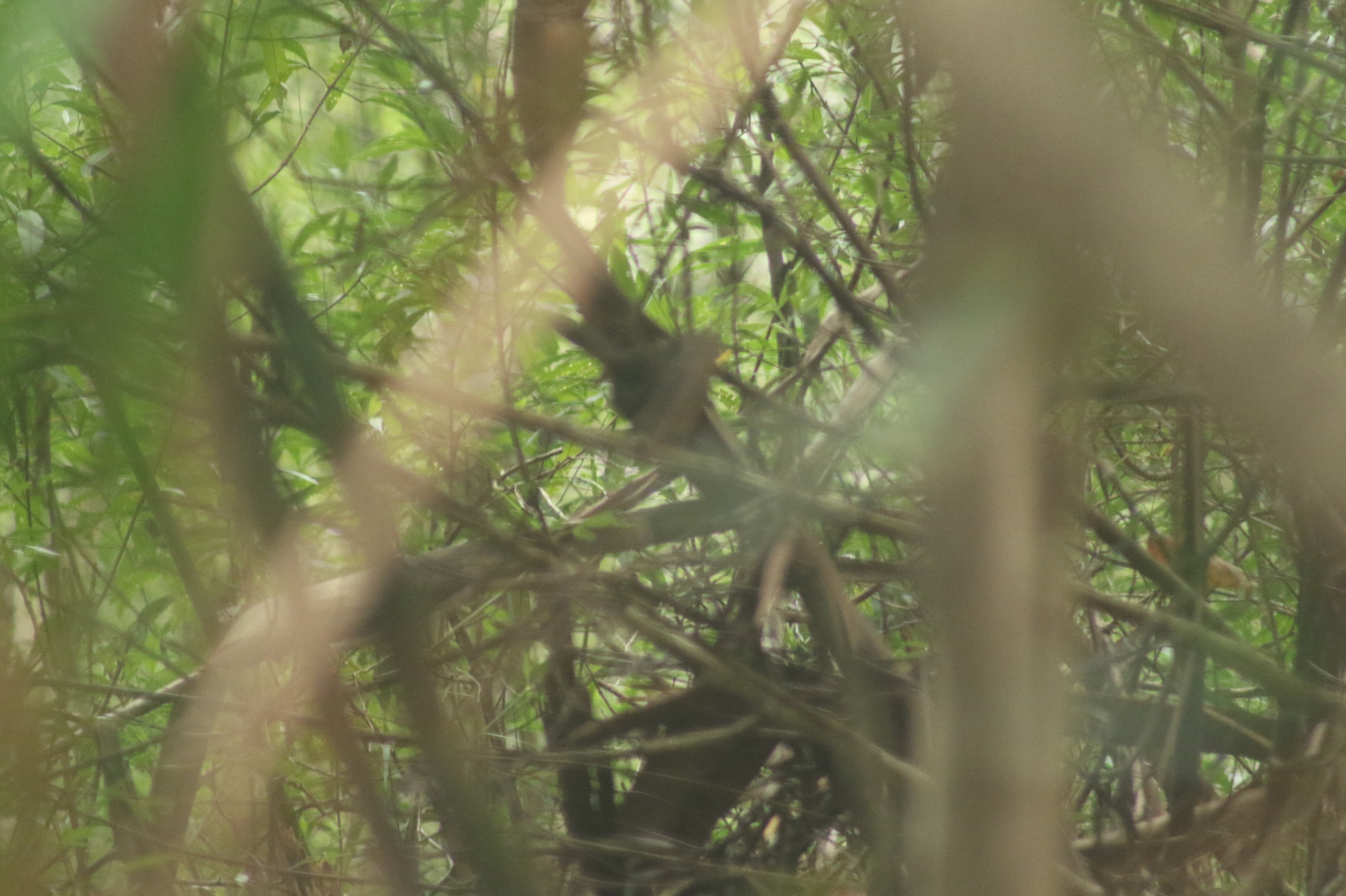 Pilotbird (Pycnoptilus floccosus), photo 8