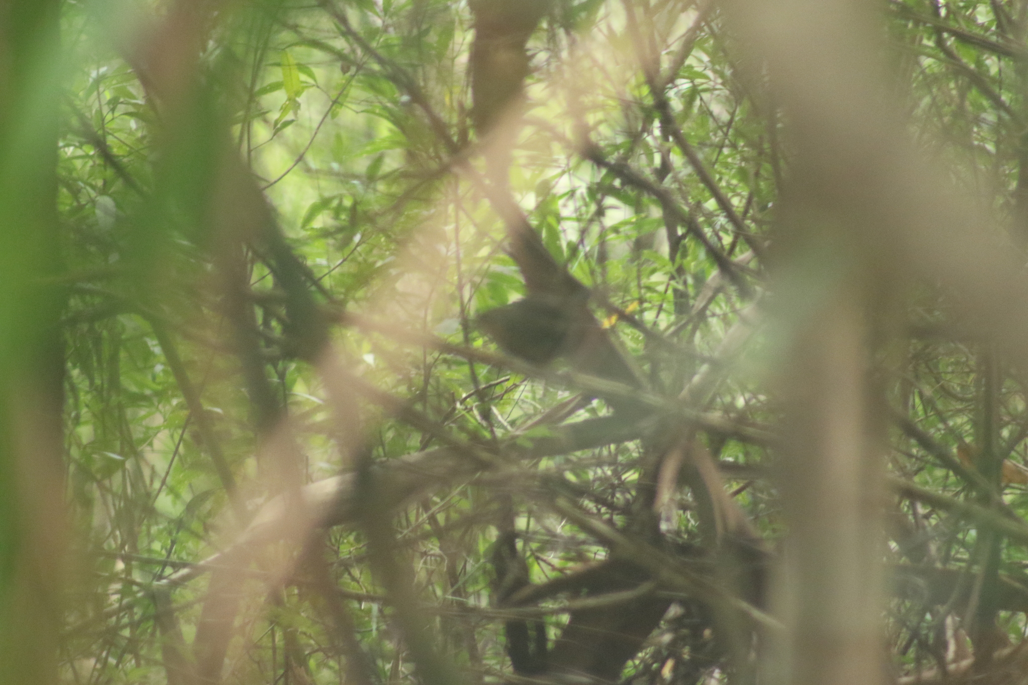 Pilotbird (Pycnoptilus floccosus), photo 4