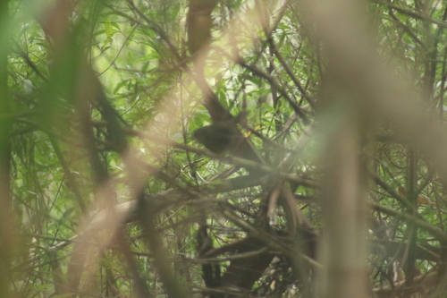 Pilotbird (Pycnoptilus floccosus), photo 5