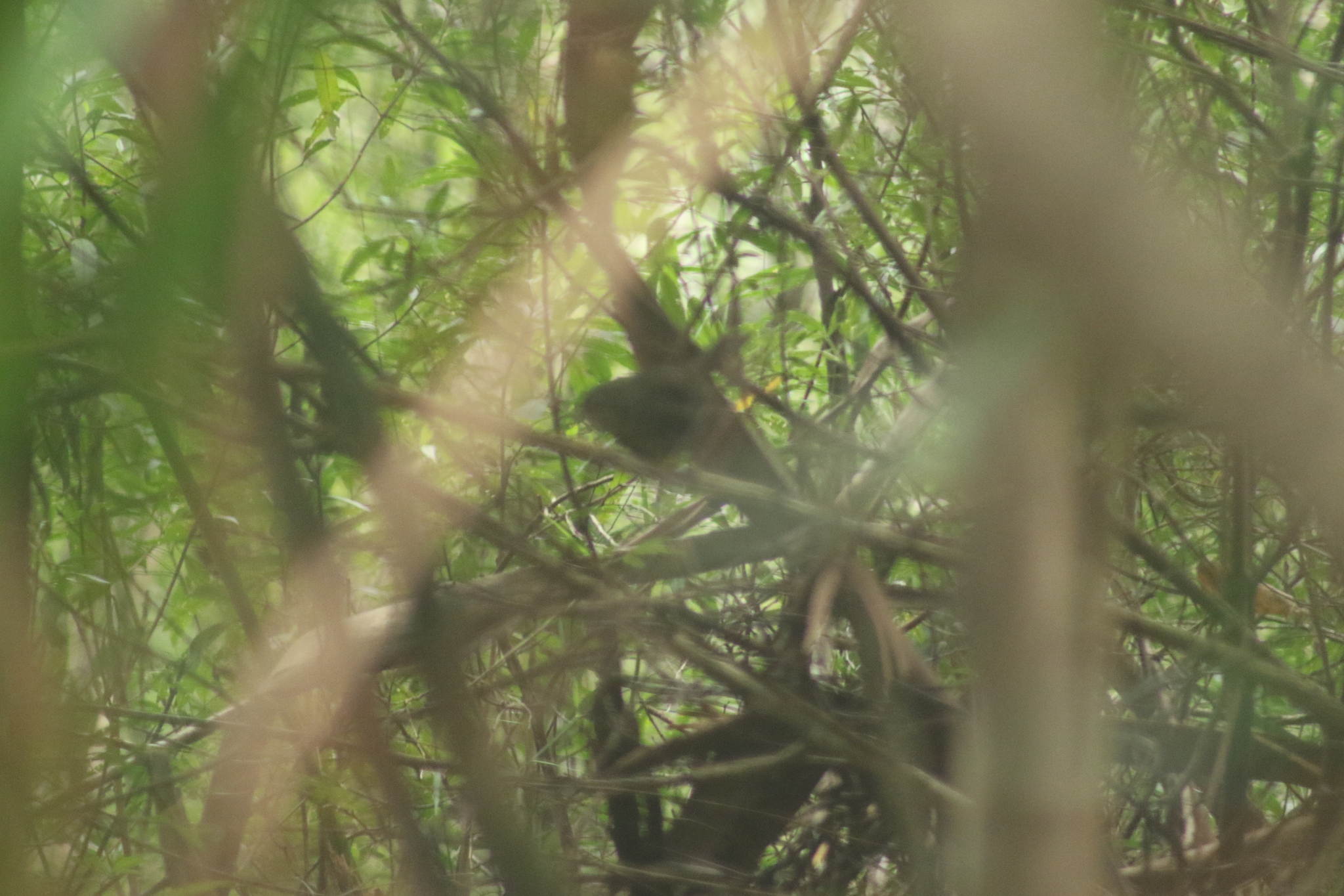 Pilotbird (Pycnoptilus floccosus), photo 5