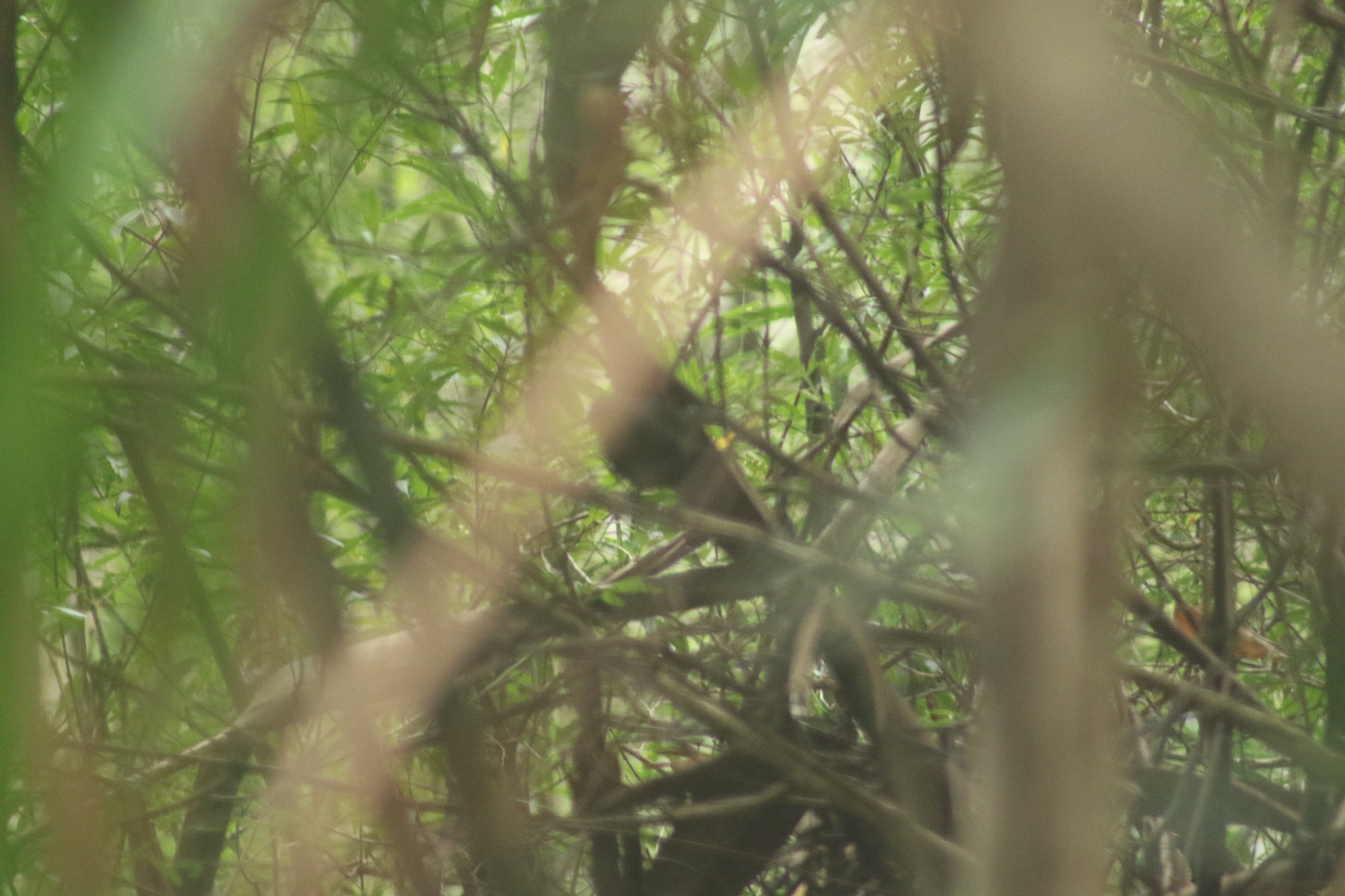 Pilotbird (Pycnoptilus floccosus), photo 7