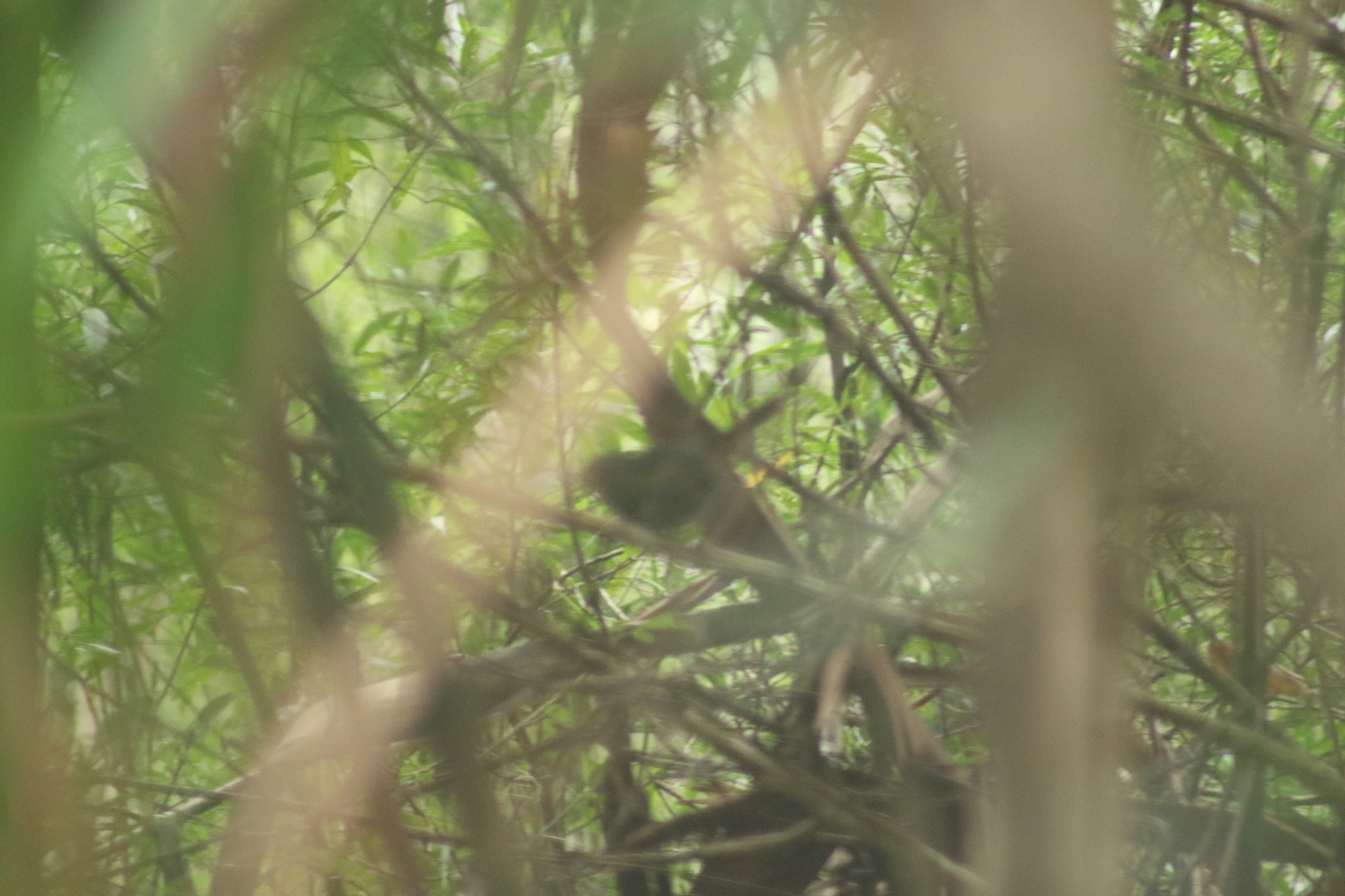Pilotbird (Pycnoptilus floccosus), photo 2