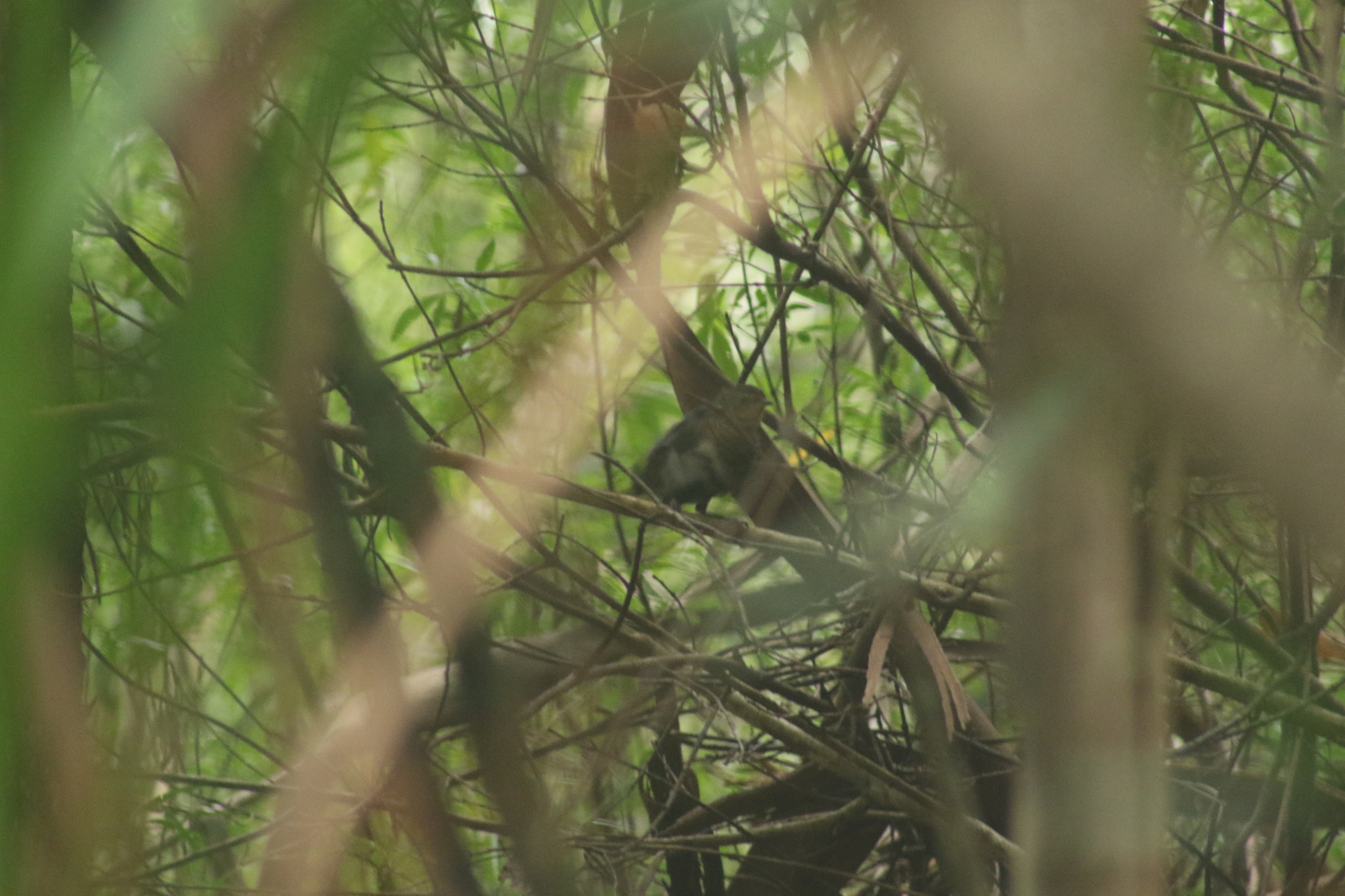 Pilotbird (Pycnoptilus floccosus), photo 1